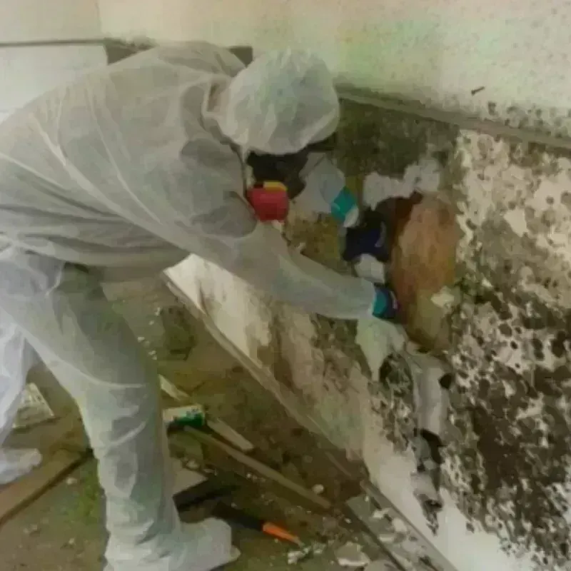 Mold Remediation and Removal in Belknap County, NH